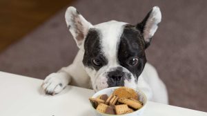 White and Black English Bulldog Stands in Front of Crackers on Bowl at Daytime-homemade dog food-px-feature