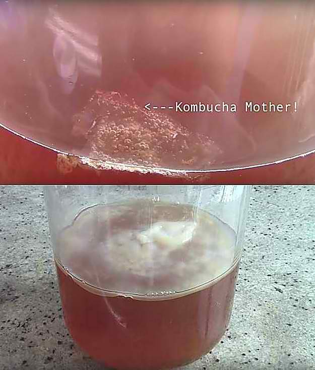 Grow The Scoby | How To Make Scoby For Kombucha Tea At Home | Homemade Recipes