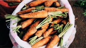 Healthy Rich Root Vegetables For The Holiday Season