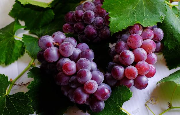 grapes | Bible Foods That Heal