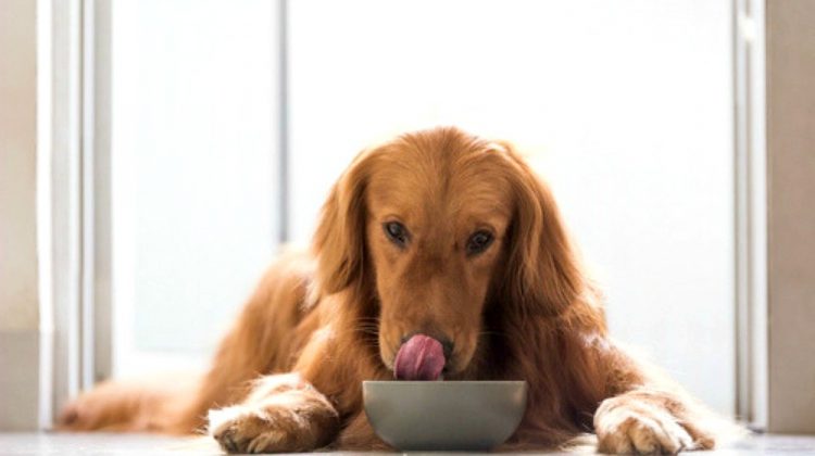 Feature | Homemade Dog Food Recipes That Can Save You Money | balanced homemade dog food recipes