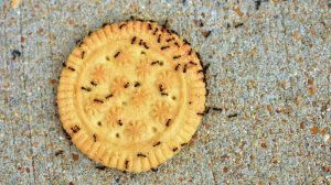 Ants on the sweet cookie | How To Make A Homemade Ant Killer | featured