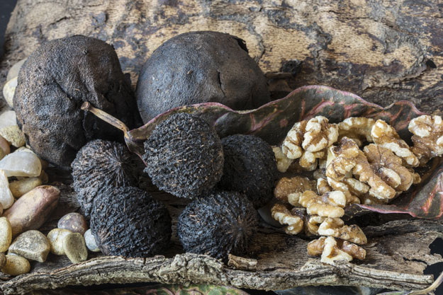 Guide to Foraging For Wild Nuts and For Food | Homemade Recipes https://homemaderecipes.com/healthy/the-foragers-bible-edible-wild-nuts