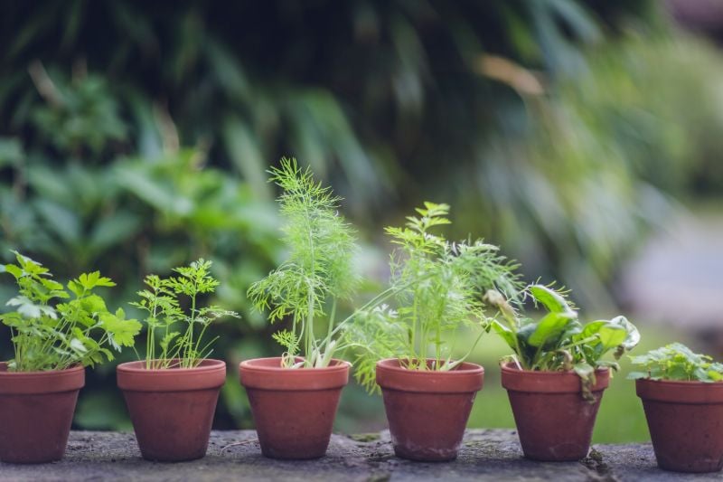 Herbs | Homemade Mosquito Repellent us