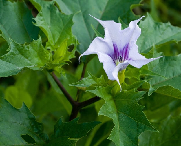 Guide to Foraging For Wild Plants and For | Homemade Recipes https://homemaderecipes.com/healthy/the-foragers-bible-identify-inedible-plants