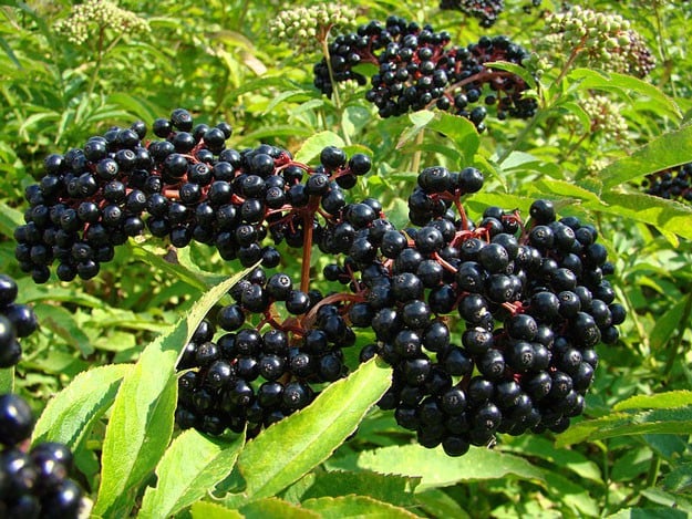 Elderberries possess many medicinal properties. Guide To Foraging For Wild Fruits - Elderberries | Homemade Recipes https://homemaderecipes.com/healthy/the-foragers-bible-edible-wild-fruits