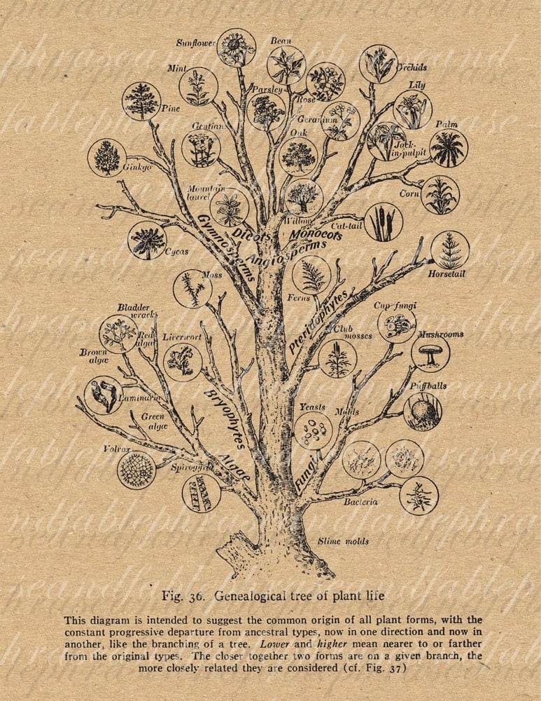 The genealogical tree of plant species. DIY Guide to Foraing | Homemade Recipes https://homemaderecipes.com/healthy/ the-foragers-bible-identifying-edible-wild-plants