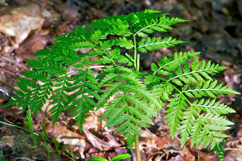 Fight viral infections with this natural medicine. How To Use Plants As Medicine - Natural Health| Homemade Recipes https://homemaderecipes.com/healthy/the-foragers-bible-medicinal-plants